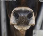 Cow's snout