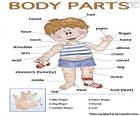 Body parts in English