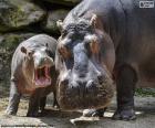 Hippopotamus next to his calf