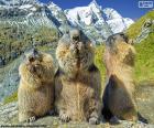 Three Alpine groundhogs