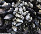 Barnacles and mussels