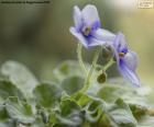 Beautiful African violet flowers, native to Tanzania and southeastern Kenya