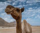 A camel in the Sahara Desert. Camels have specific characteristics that allow them to adapt and survive in this ecosystem