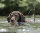 Labrador in the water