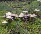 A group of mushrooms in the forest on the moss