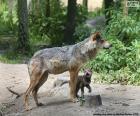 An adult wolf next to its calf in the middle of the forest