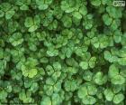 Clover is a three-leaf plant, arranged at the tip of a short, small stem
