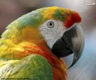 Macaw head