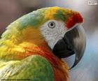 The colorful head of a macaw. The macaw is a tropical bird in the parrot family