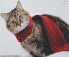 Cat wiht scarf