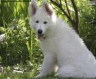 A beautiful White Swiss Shepherd Dog puppy, a dog breed of Swiss origin