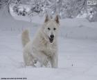 The White Swiss Shepherd is medium-sized, calm, intelligent and faithful