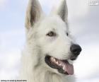 Head of a White Swiss Shepherd a breed of dog originating in Switzerland