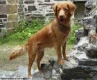 Retriever from Nova Scotia