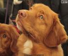 Head of a New Scotland Retriever, the color of the nose matches the color of the fur