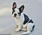 French Bulldog Puppy