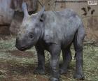 Black rhino breeding