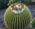 A round green cactus with strong thorns protecting it, its flowers appear on top