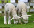 Two tender sheep