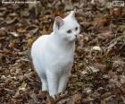 A cute white kitten in a garden with the floor full of dried leaves