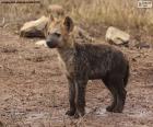 Hyena puppy