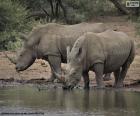 Two big white rhinos
