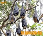 Bat Appreciation Day, April 17. A day to raise awareness about the importance of these animals