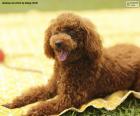 Brown poodle