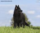 Belgian shepherd groenendael puppy