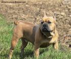 The French Bulldog is a dog of small size but very muscular. They are outgoing, cheerful, playful, athletic and, above all, affectionate with people of all ages