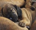 Hanover Hound puppy a breed originating in Germany