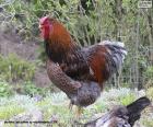 Wyandotte hen