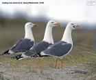 Three seagulls