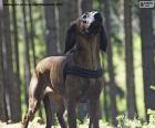 The Hanover Hound is a breed of hunting and prey dog