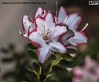 White and red azalea flowers