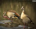 The Egyptian goose is a species native to Africa