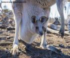 Kangaroo brood stays about eight months in the marsupium