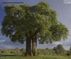 A beautiful specimen of Baobab, with a very thick trunk and full of green leaves