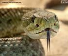 The face of a Mottled Rattlesnake