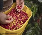 Freshly harvested coffee