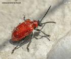 Scarlet lily beetle