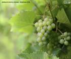 White grape in the vineyard