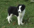 Border Collie puppy