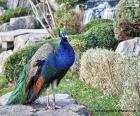 Blue-breasted peacock