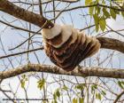 Hive in a tree