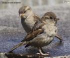 Pair of house sparrows