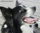 Border collie head