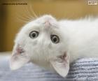 White cat face