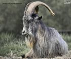 Irish goat