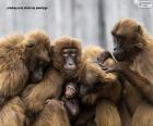 A large family of apes all close together